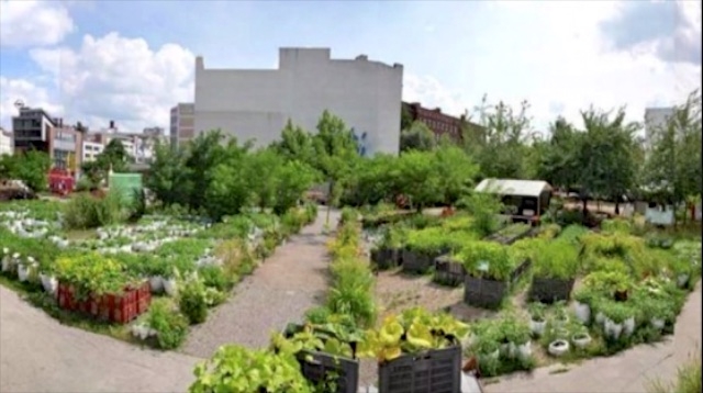 Jak zřídit a provozovat komunitní zahradu ve městě